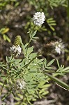 White prairie clover