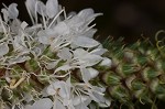 White prairie clover