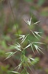 Downy danthonia