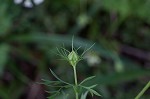 Queen Anne's lace