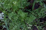 Queen Anne's lace