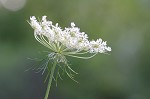 Queen Anne's lace