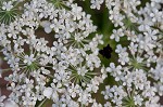 Queen Anne's lace