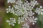 Queen Anne's lace