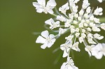 Queen Anne's lace