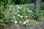 Queen Anne's lace