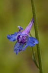 Carolina larkspur