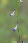 Carolina larkspur