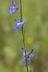 Carolina larkspur