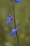 Carolina larkspur