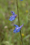 Carolina larkspur