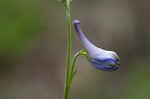 Carolina larkspur