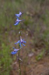 Carolina larkspur