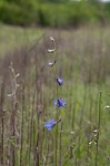 Carolina larkspur