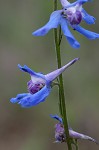 Carolina larkspur