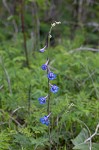 Carolina larkspur