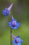 Carolina larkspur