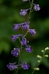 Tall larkspur