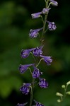 Tall larkspur