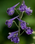 Tall larkspur