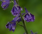 Tall larkspur