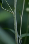 Tall larkspur