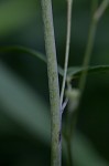 Tall larkspur