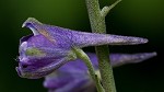 Tall larkspur