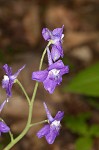 Dwarfe larkspur