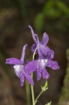 Dwarfe larkspur