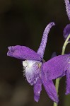 Dwarfe larkspur