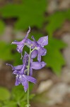 Dwarfe larkspur