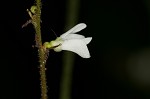 Pointedleaf ticktrefoil