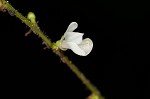 Pointedleaf ticktrefoil