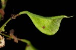 Pointedleaf ticktrefoil