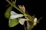 Pointedleaf ticktrefoil