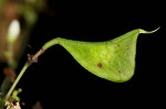 Pointedleaf ticktrefoil