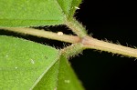 Pointedleaf ticktrefoil