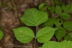 Pointedleaf ticktrefoil