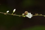 Pointedleaf ticktrefoil