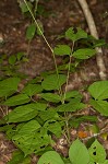 Pointedleaf ticktrefoil