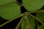 Pointedleaf ticktrefoil