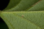 Pointedleaf ticktrefoil