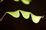 Pointedleaf ticktrefoil