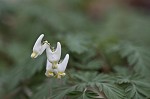 Dutchman's breeches