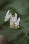 Dutchman's breeches