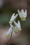 Dutchman's breeches