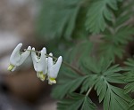 Dutchman's breeches