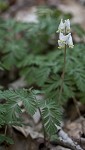 Dutchman's breeches