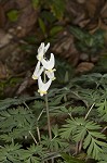 Dutchman's breeches